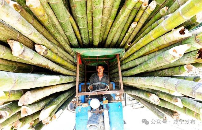 PG电子网站竹”够精彩“茶”有乾坤——咸宁特色产业链建设纪略(图2)