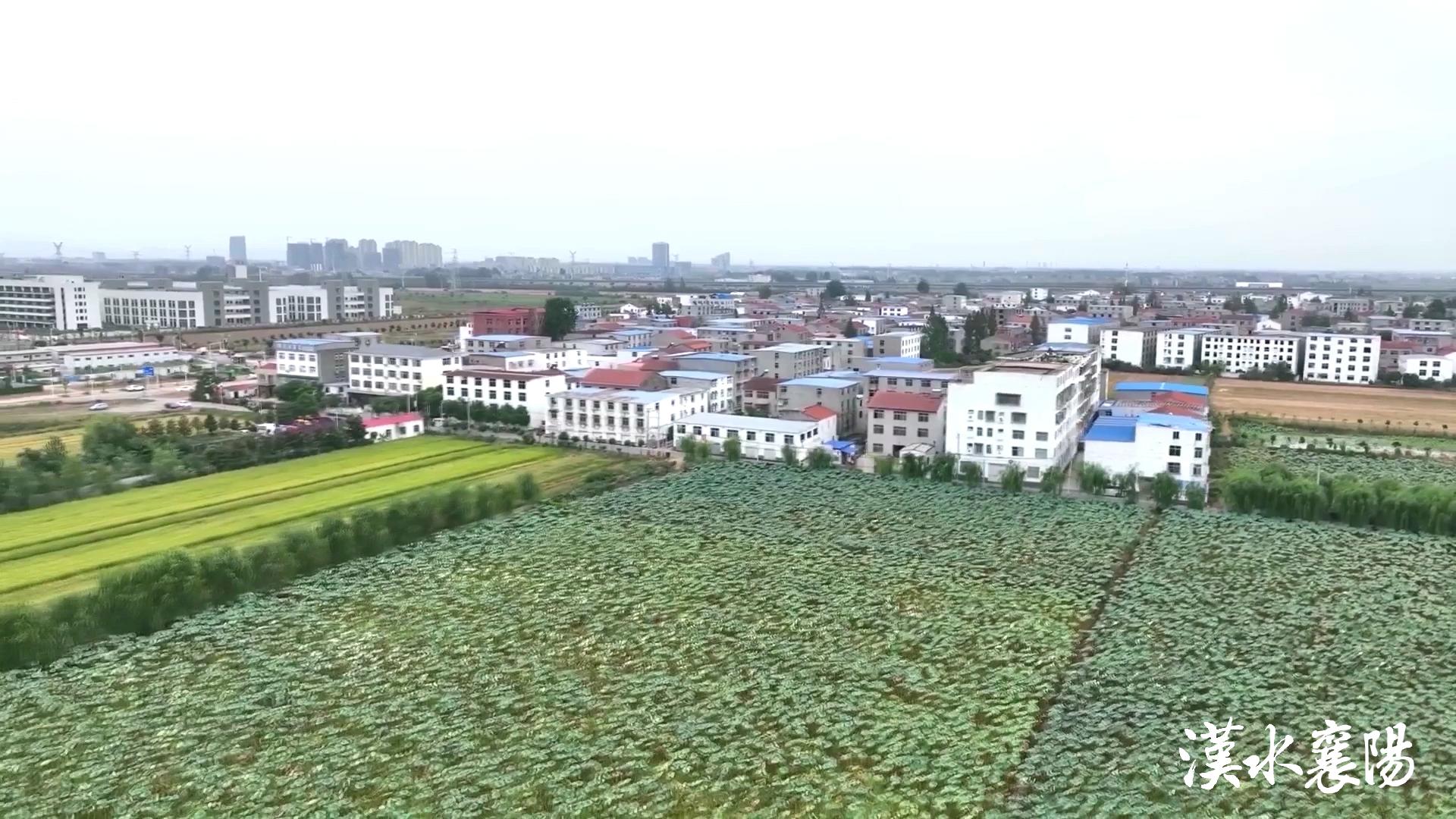 PG平台环境蝶变引产业千年茶乡酿新香(图1)