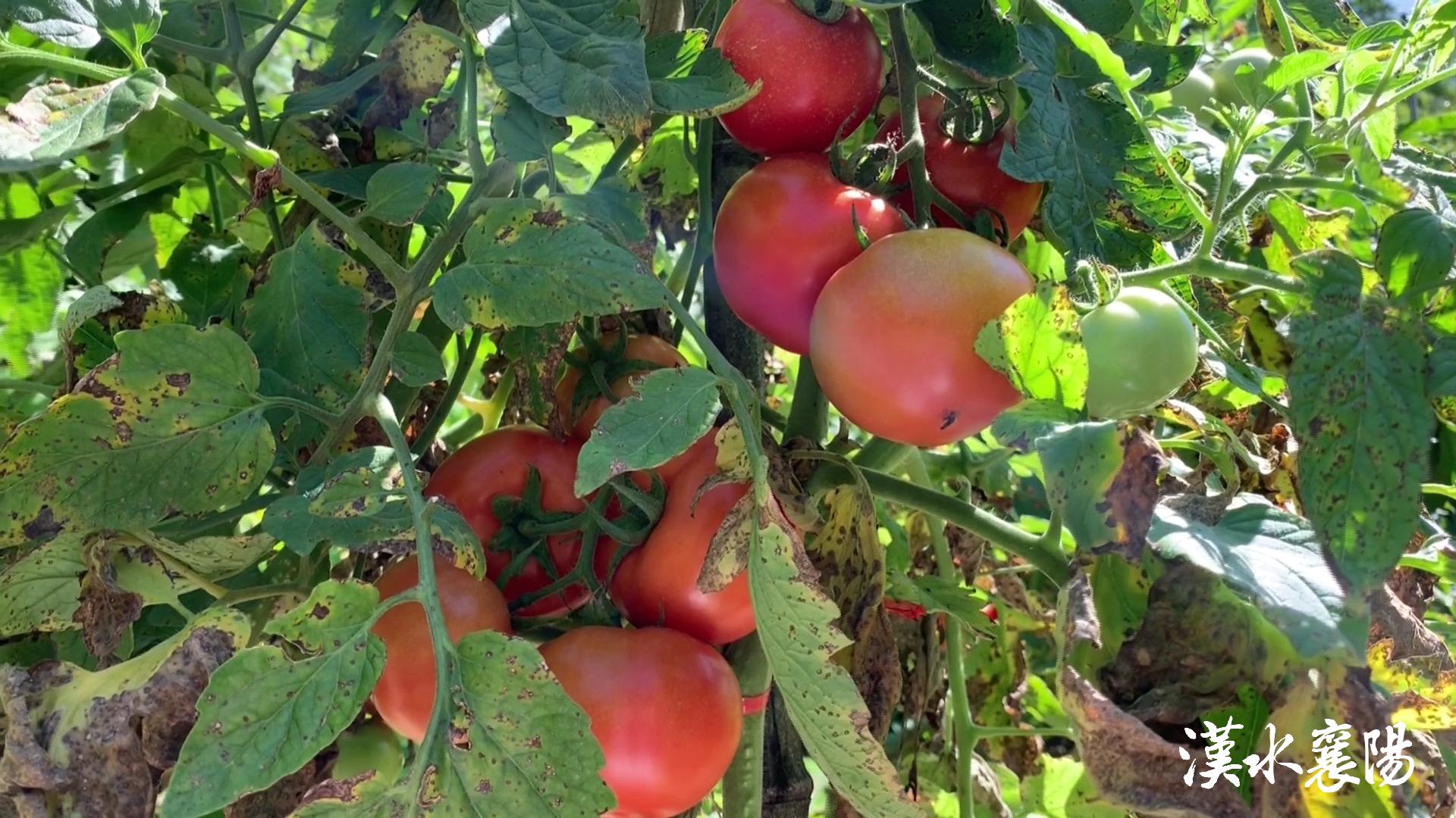 PG平台环境蝶变引产业千年茶乡酿新香(图8)