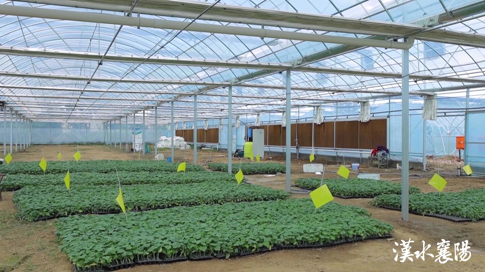 PG平台环境蝶变引产业千年茶乡酿新香(图7)