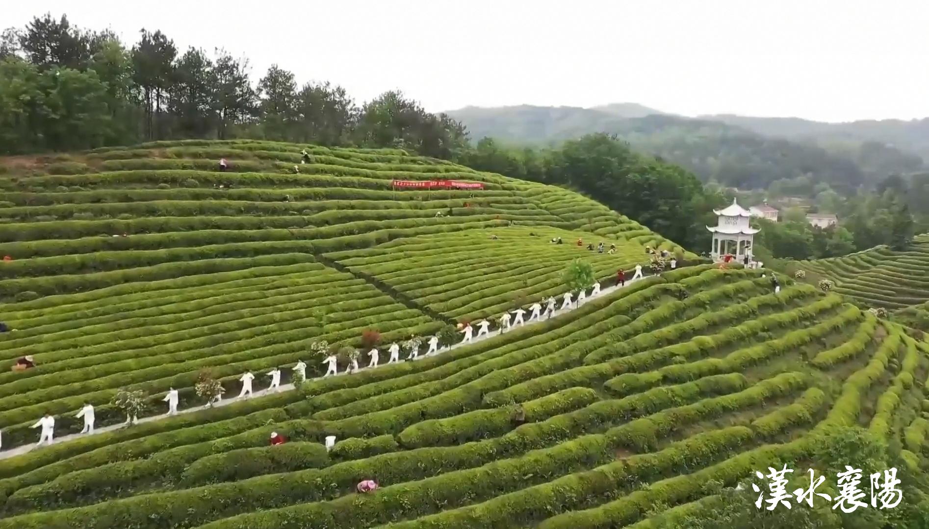 PG平台环境蝶变引产业千年茶乡酿新香(图12)