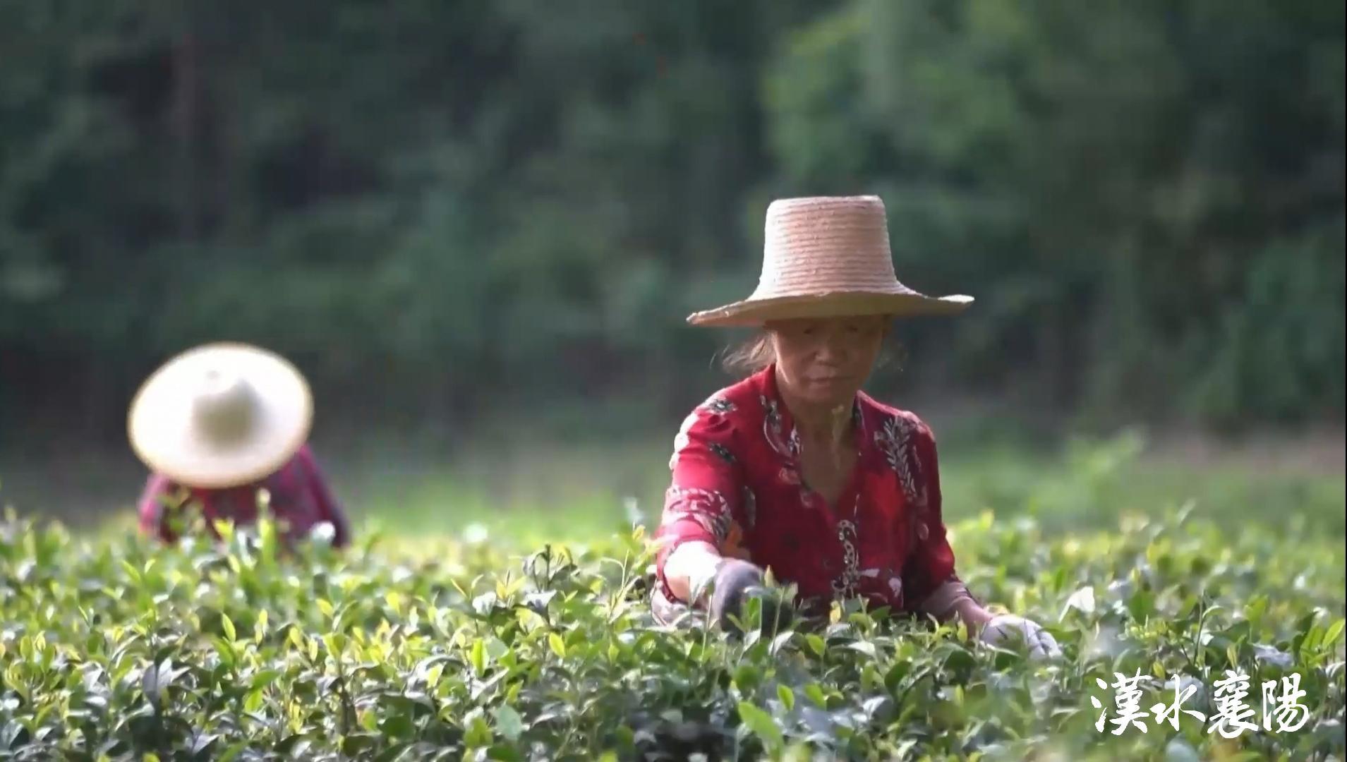 PG平台环境蝶变引产业千年茶乡酿新香(图13)