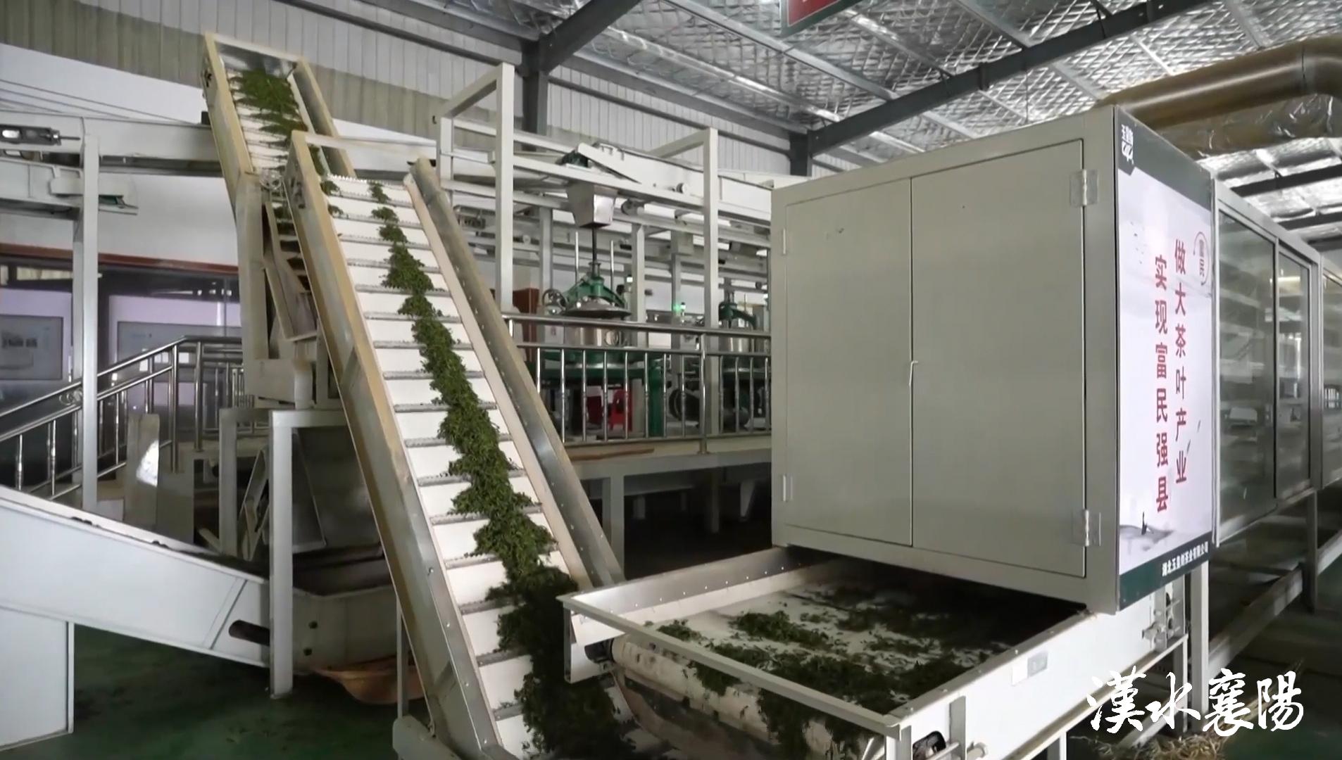 PG平台环境蝶变引产业千年茶乡酿新香(图14)