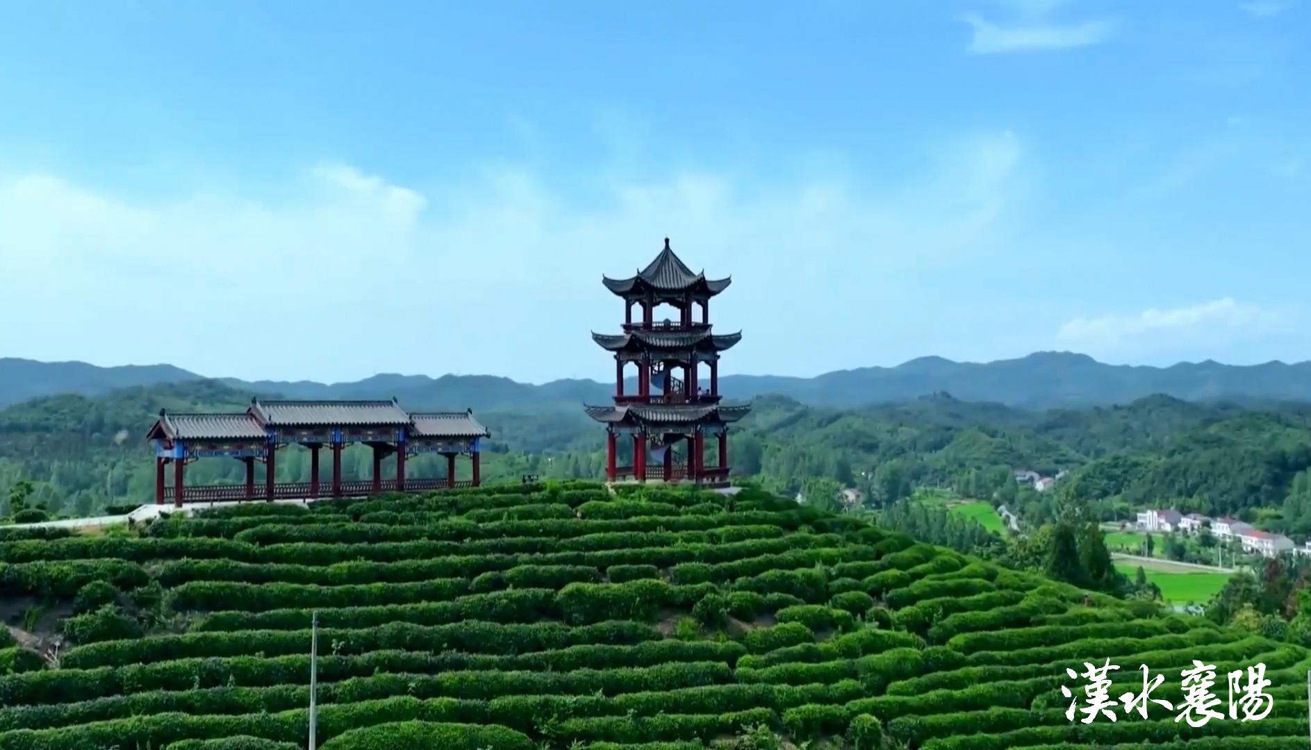 PG平台环境蝶变引产业千年茶乡酿新香(图18)