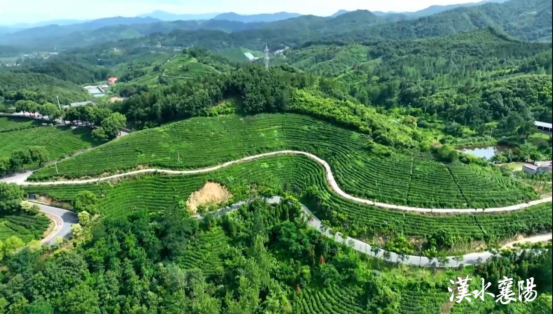 PG平台环境蝶变引产业千年茶乡酿新香(图19)