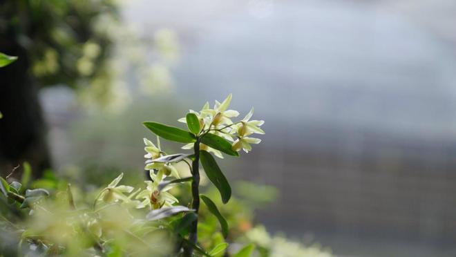 沪滇携手唤醒“仙草”石斛新生(图4)