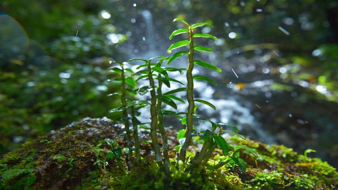 沪滇携手唤醒“仙草”石斛新生(图2)