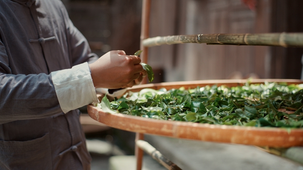 PG电子网站有一种开放叫新重庆丨从金佛山到滨海湾:一片重庆茶叶的“中新”奇幻漂流(图1)