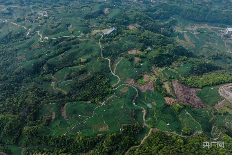 高质量发展看中国福建点头镇:白茶飘香奏响“三茶统筹”高质量发展奋进曲(图1)