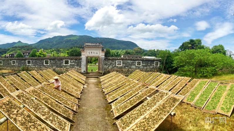 高质量发展看中国福建点头镇:白茶飘香奏响“三茶统筹”高质量发展奋进曲(图3)