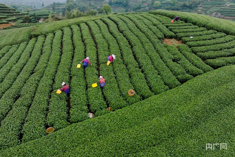 高质量发展看中国福建点头镇:白茶飘香奏响“三茶统筹”高质量发展奋进曲(图2)