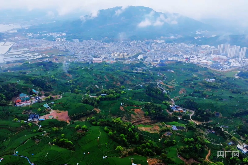 高质量发展看中国福建点头镇:白茶飘香奏响“三茶统筹”高质量发展奋进曲(图5)