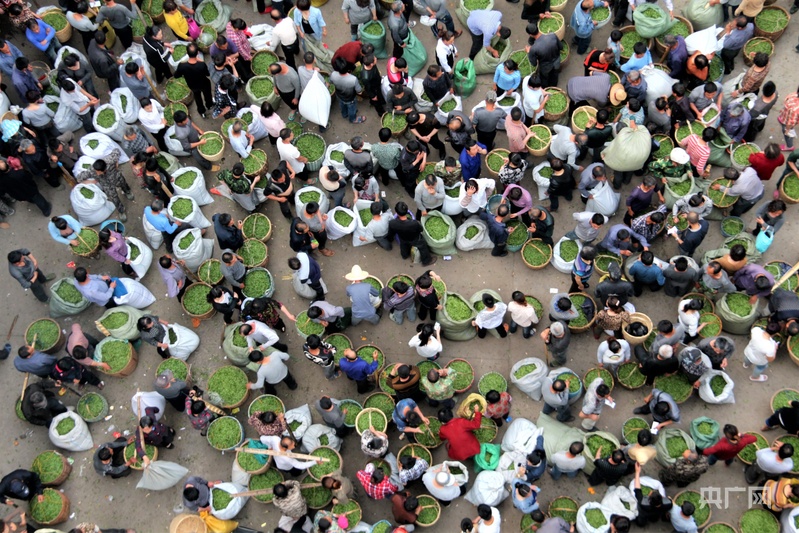 高质量发展看中国福建点头镇:白茶飘香奏响“三茶统筹”高质量发展奋进曲(图4)