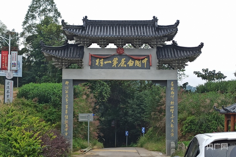 高质量发展看中国福建点头镇:白茶飘香奏响“三茶统筹”高质量发展奋进曲(图6)