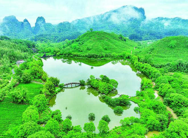 PG电子平台一叶“双骄”出武夷(图1)