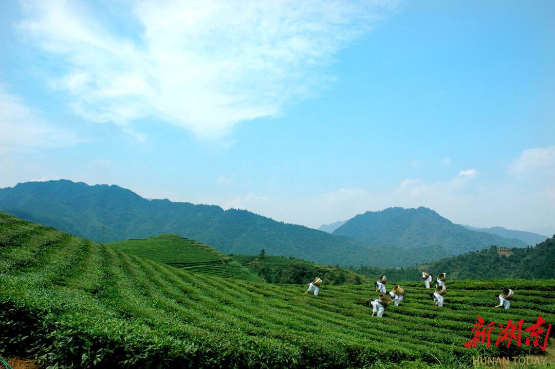 省茶业集团白沙溪茶厂荣获“国家工业遗产”安化黑茶工业“活化石”焕新机(图3)