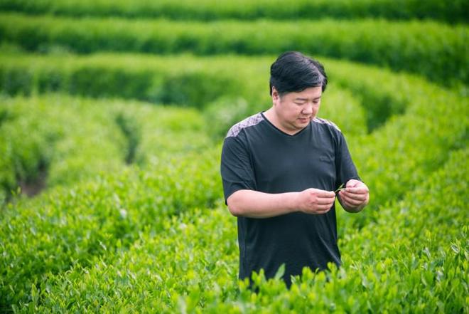 PG平台戚英杰:让西湖龙井茶香溢满天下(图3)