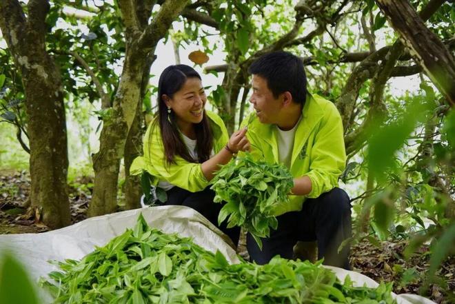 PG平台见证茶叶从3元到30000元这对夫妻开了一家茶博馆丨家国情·奋斗正当时(图7)
