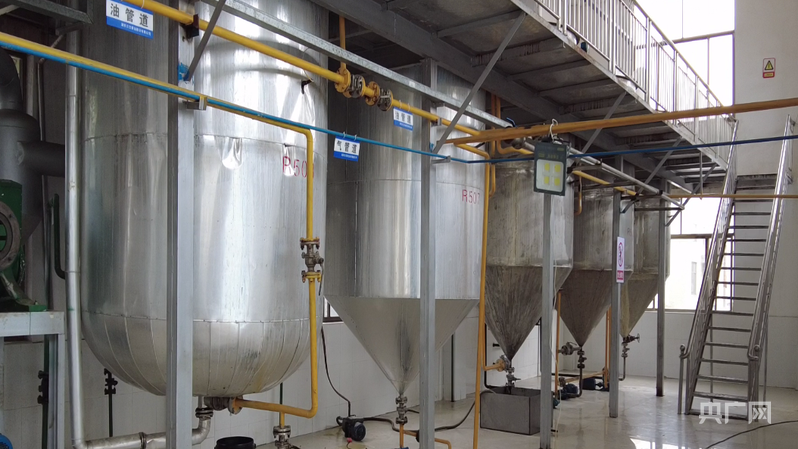 高质量发展看邵阳|油茶“点绿成金”记:林上果林下药(图2)