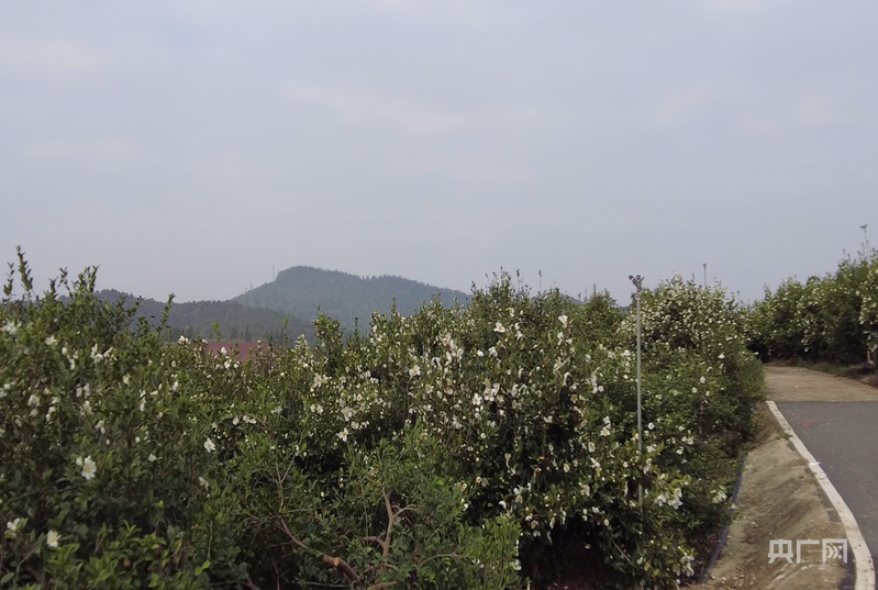 高质量发展看邵阳|油茶“点绿成金”记:林上果林下药(图1)