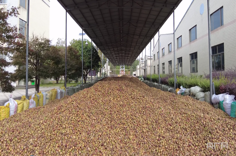 高质量发展看邵阳|油茶“点绿成金”记:林上果林下药(图3)