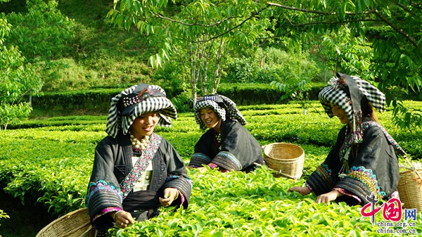 PG电子平台“中国传统制茶技艺及其相关习俗”申遗成功云南6个代表性项目位列其中(图1)