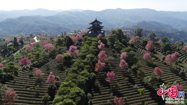 PG电子平台“中国传统制茶技艺及其相关习俗”申遗成功云南6个代表性项目位列其中(图3)