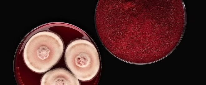 盒马上新「黄皮爆柠茶」味动力推出「益生菌维矿气泡水」一周热闻(图12)