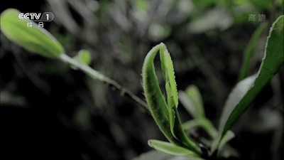 岩茶的历史渊源与文化传承(图2)