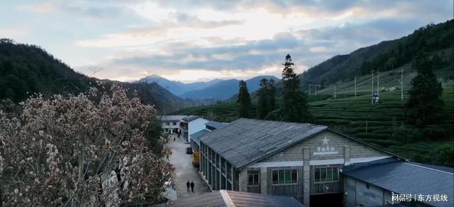 岩茶的历史渊源与文化传承(图4)