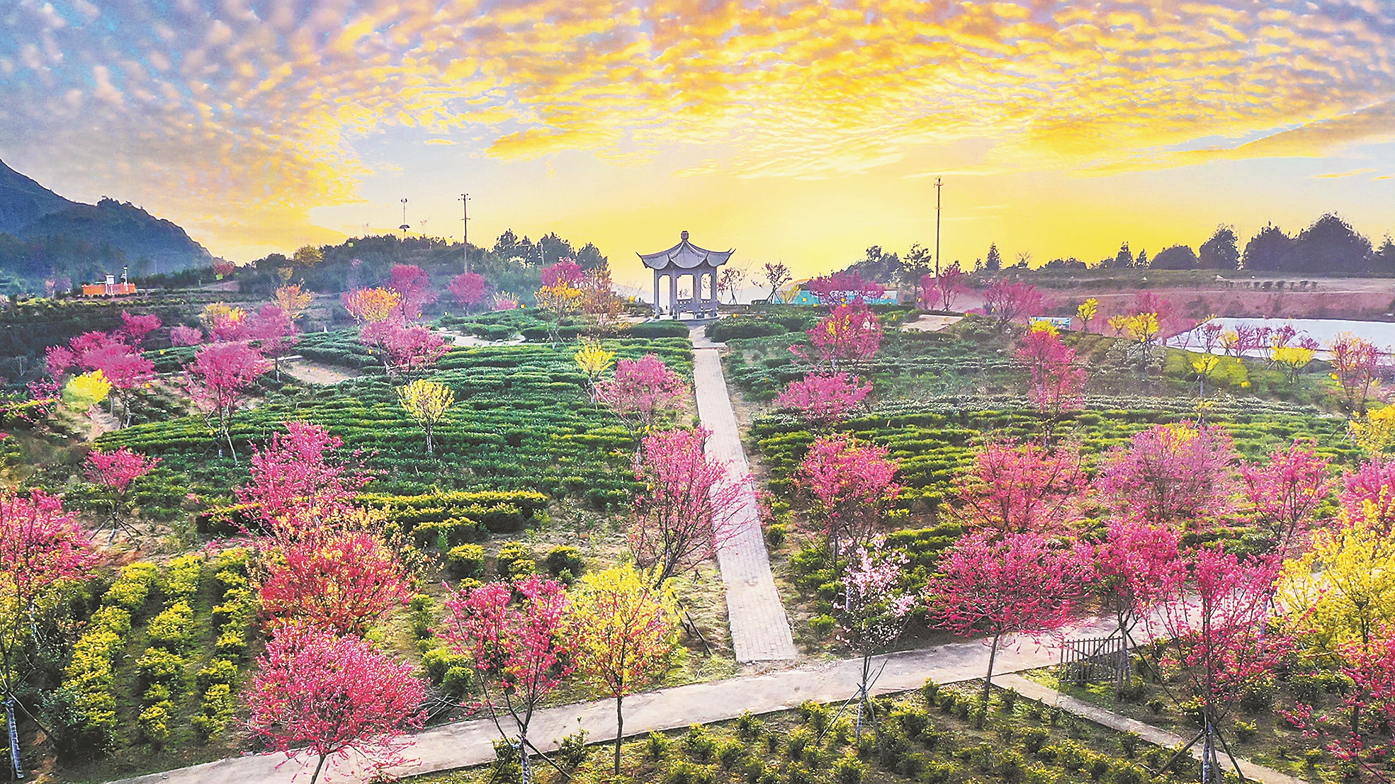 福建日报丨产业“破圈”福安茶不走寻常路(图1)