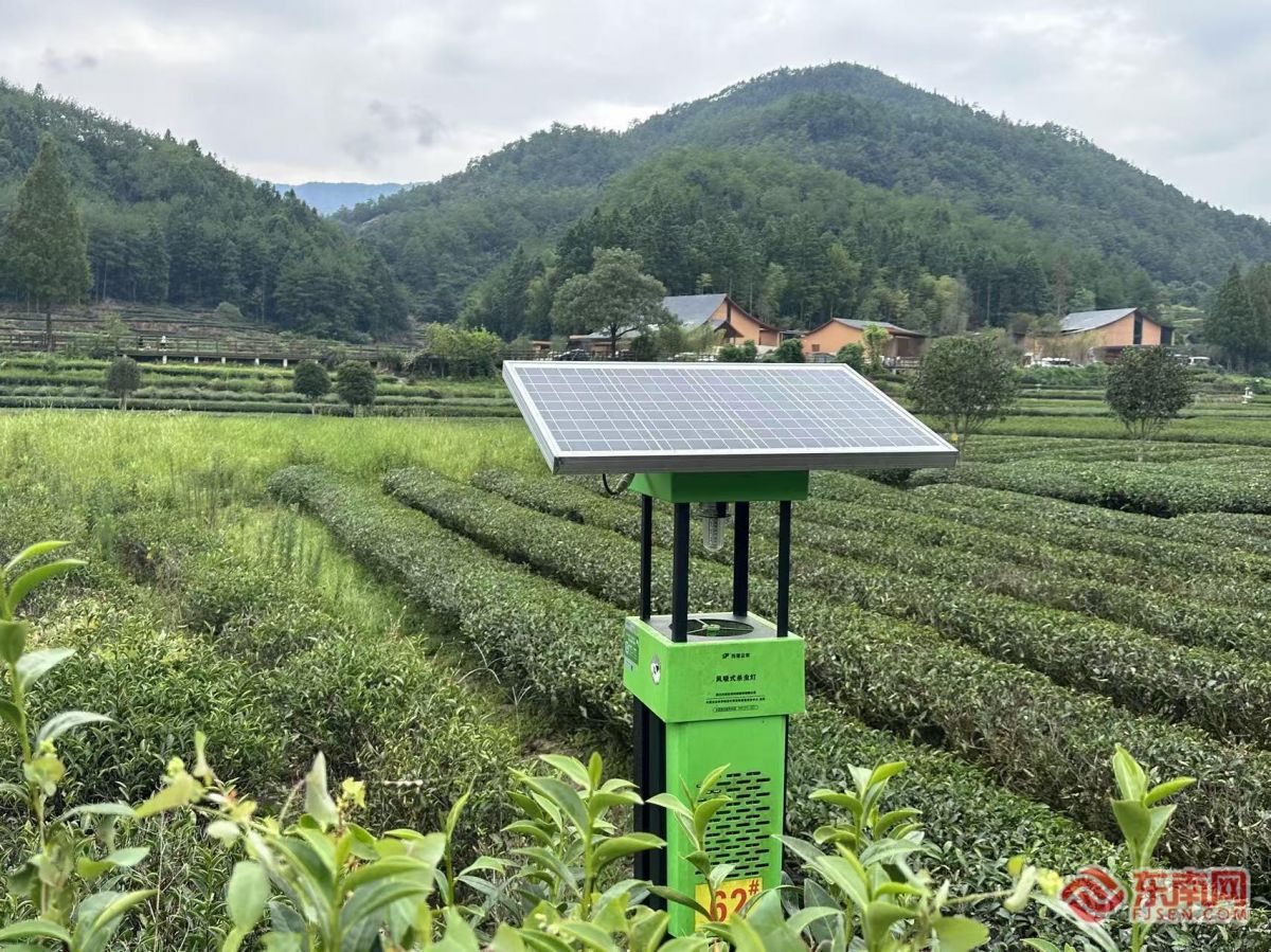 PG电子网站我们的“十五五”⑤闽茶入盏从生活品质到文化自信(图1)