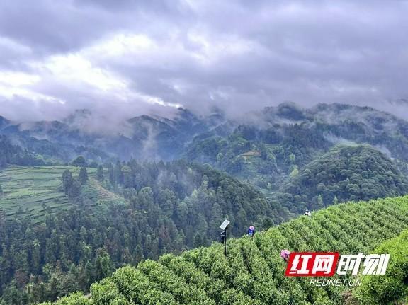 保靖黄金茶跻身“国家队”！湘西首个国家地理标志保护示范区获批(图3)