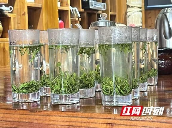 保靖黄金茶跻身“国家队”！湘西首个国家地理标志保护示范区获批(图2)