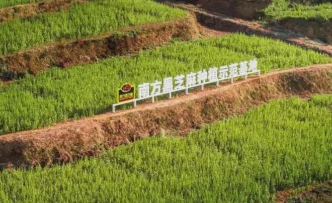 “黑”马逆袭！黑芝麻凭什么成为今冬饮品顶流？(图12)