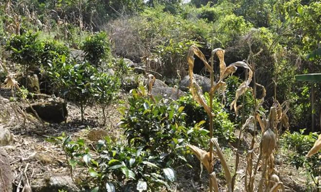 PG电子网站茶叶价格腰斩背后原因竟让人心碎!(图1)