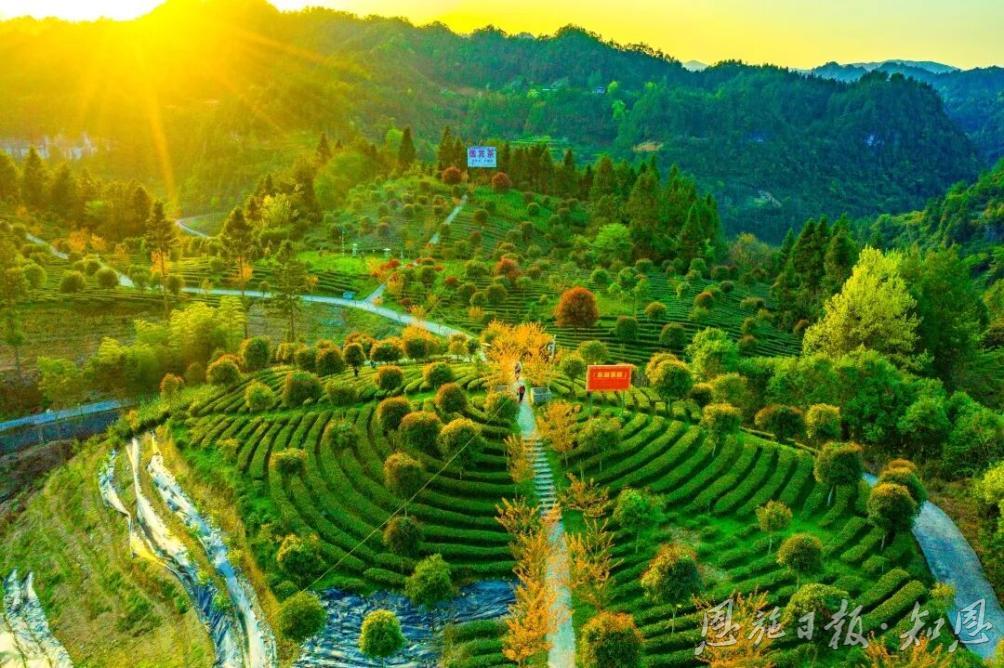 一片茶叶的史诗(图1)