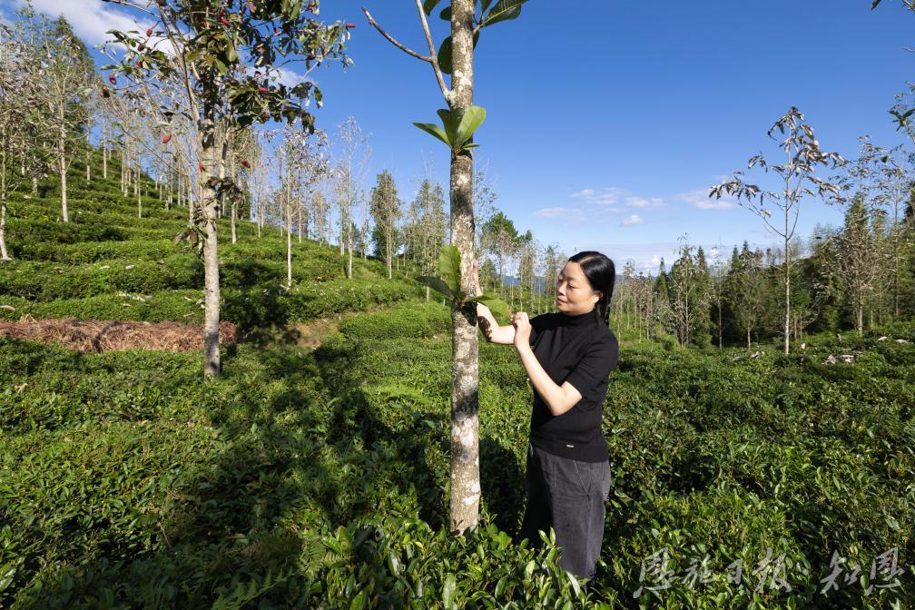 一片茶叶的史诗(图2)