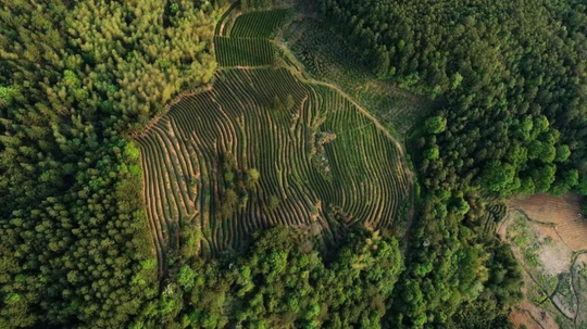 邹宗琳：中国茶因通人世情香飘世界(图3)