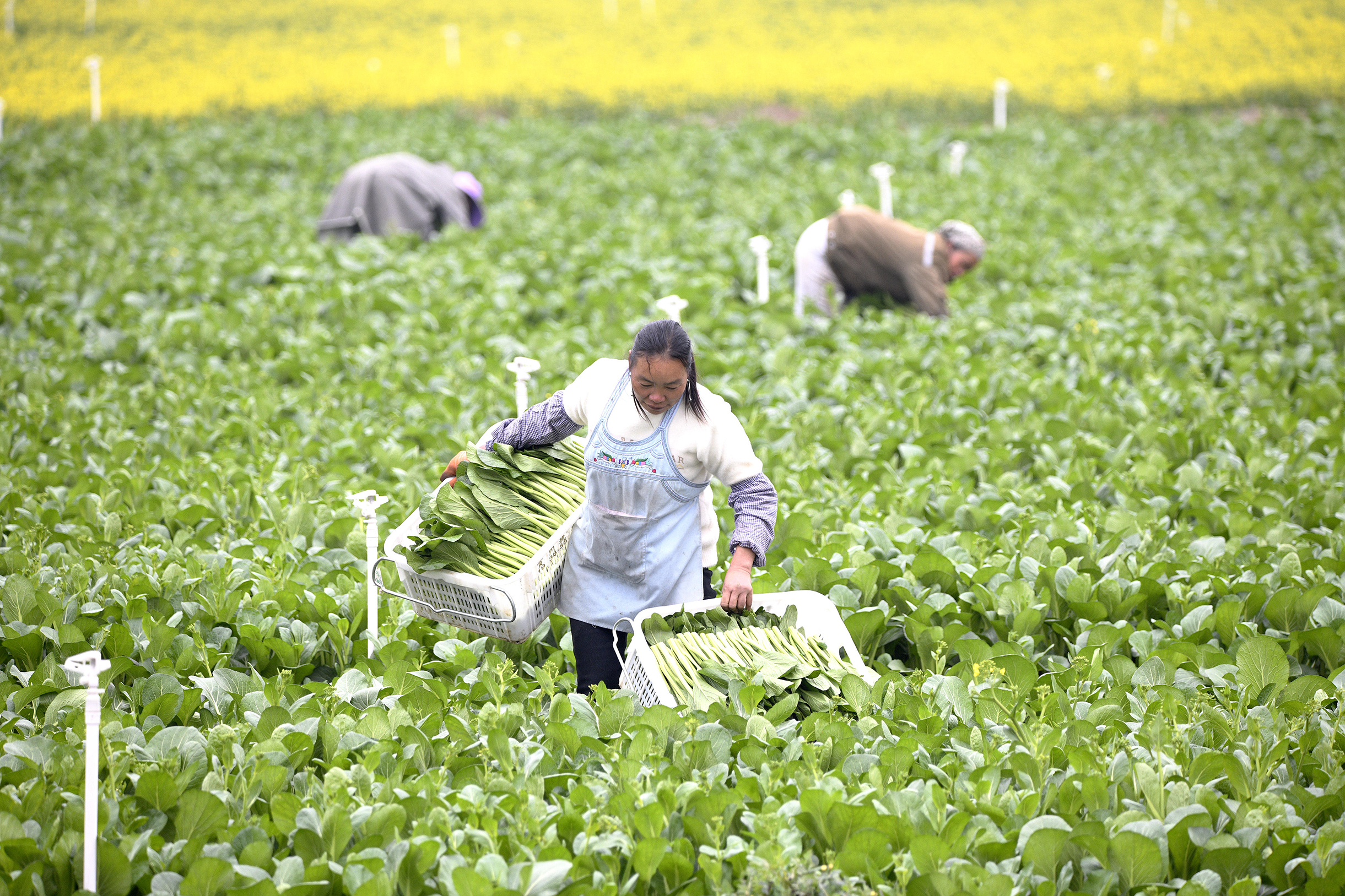 惠黔力推产业集群化发展两年实施特色产业提升项目60个(图7)