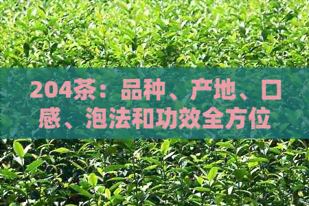 204茶:品种、产地、口感、泡法和功效全方位解析让你了解这款茶的一切(图1)