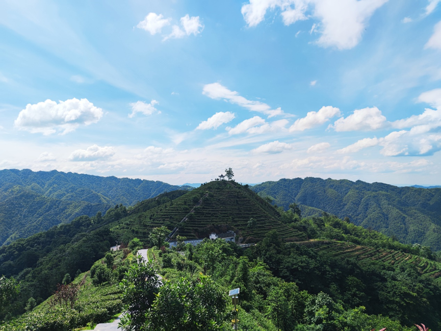 PG电子平台君和野茶:一片绿叶的绿色价值跃迁(图1)