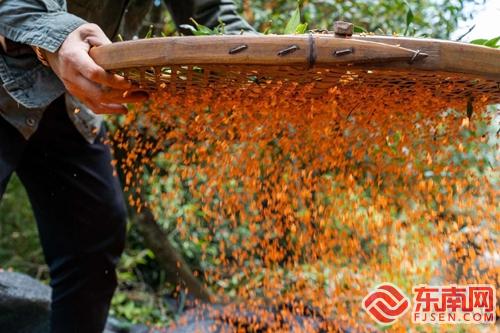 PG电子平台浦城：丹桂馥郁以花入茶(图1)