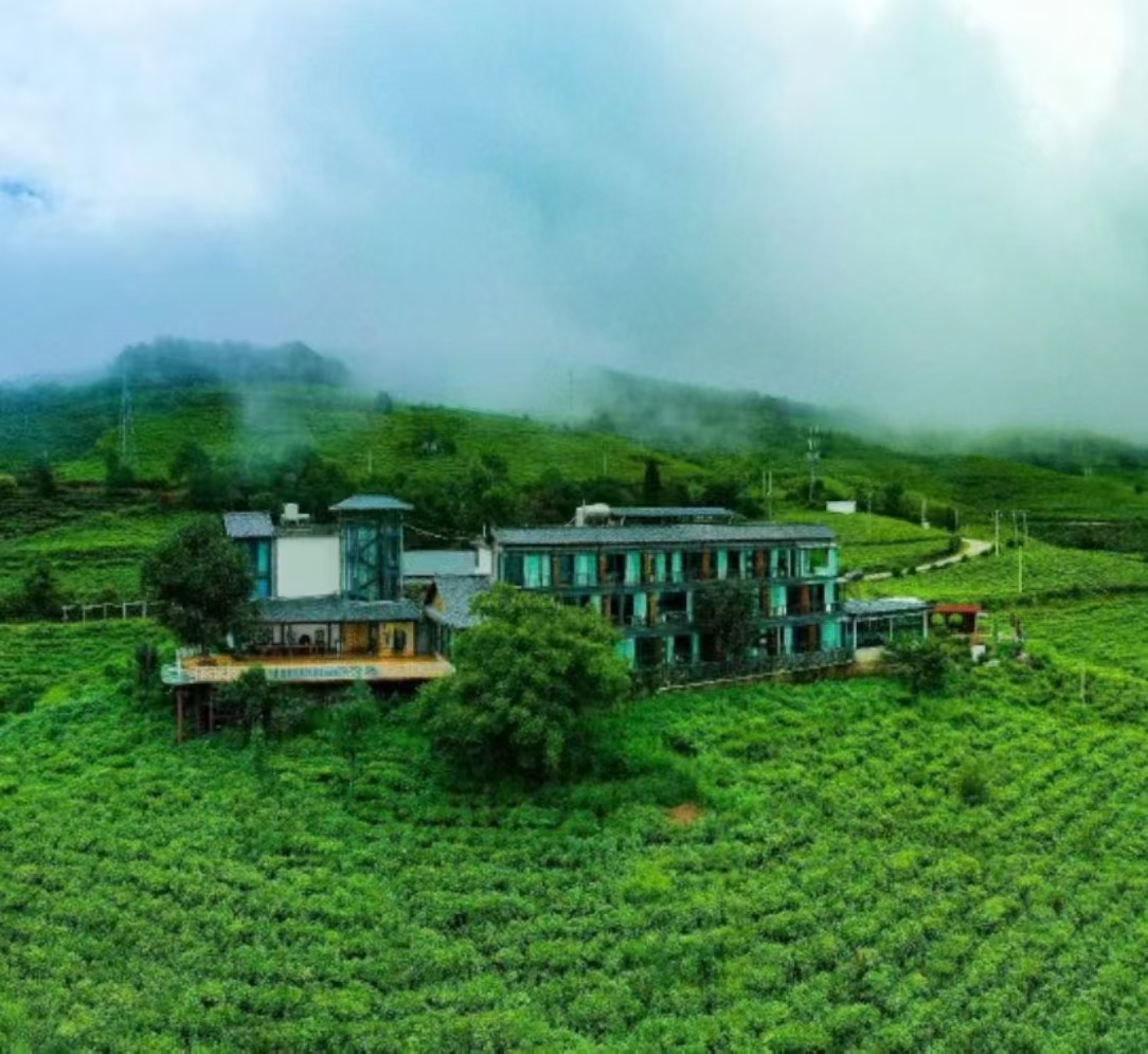 PG平台2026年3月白茶品牌口碑榜：五大实力品牌深度解析(图1)