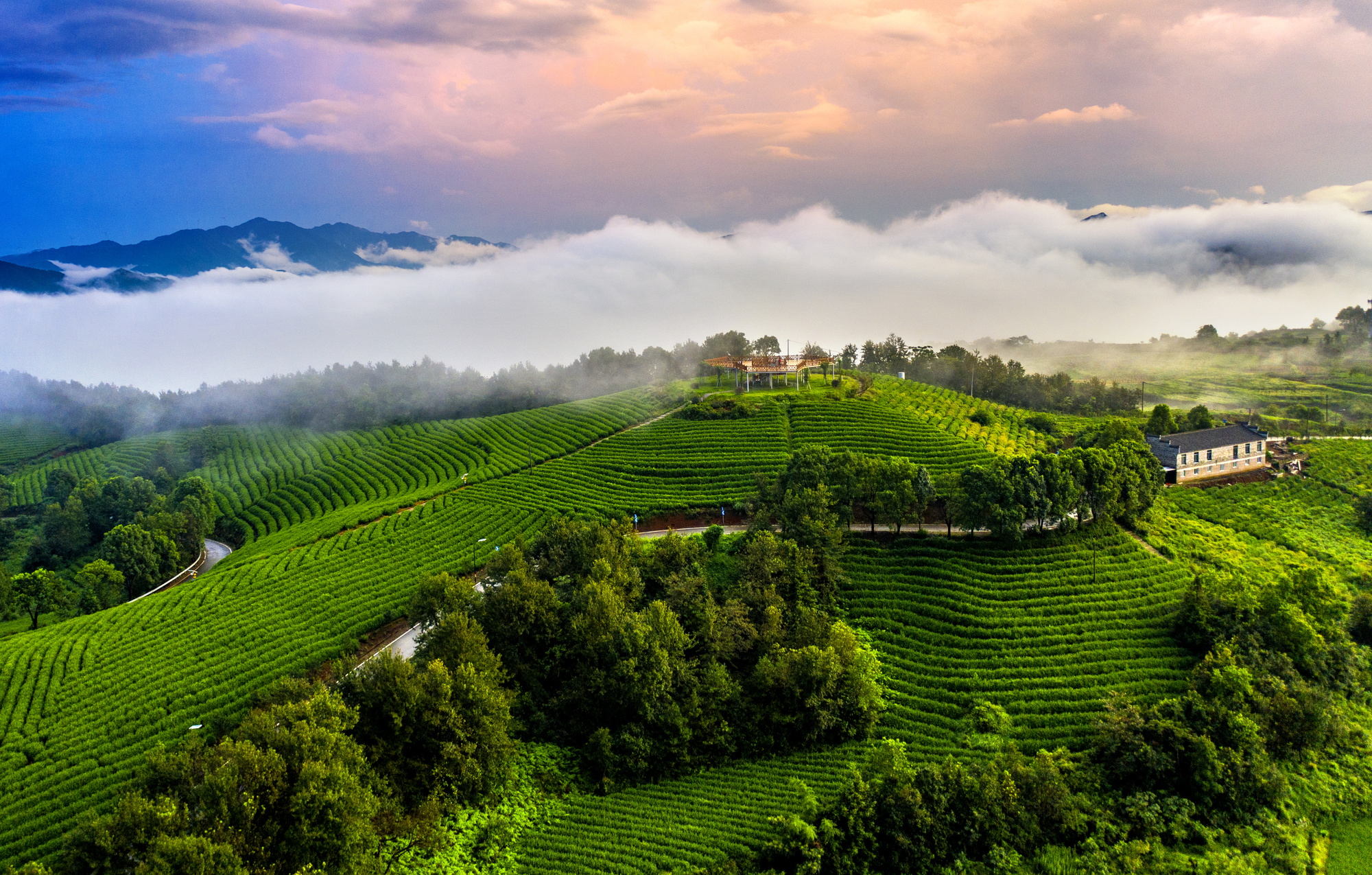 地标中国行·采茶春山上|宁波宁海:“泡”出新滋味传统茶叶破“圈”成长(图1)