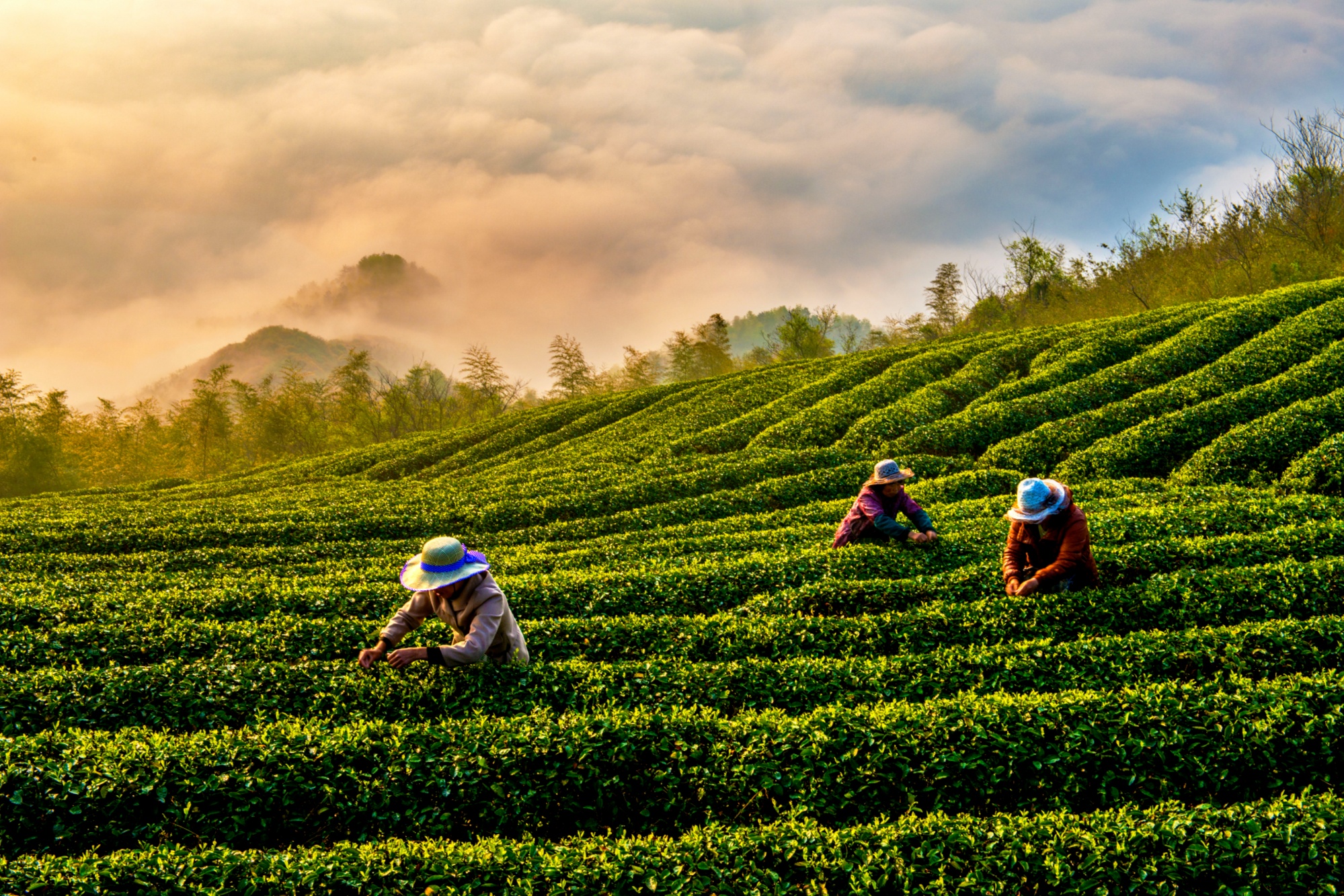 地标中国行·采茶春山上|宁波宁海:“泡”出新滋味传统茶叶破“圈”成长(图4)