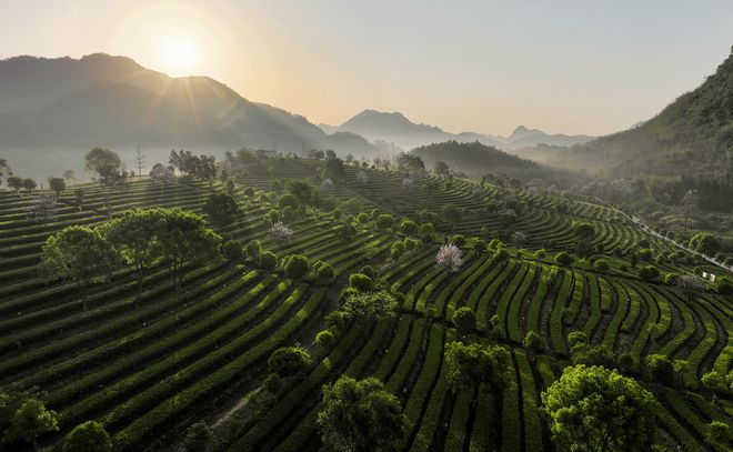 英红九号怎么样？一文解析英红品牌拳头产品(图2)