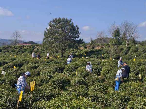 PG电子平台“中国茶世界风”!第三届中国茶品牌文化年会在祁门圆满召开(图2)