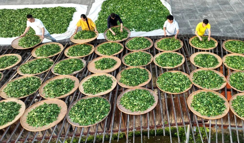 国际太极拳邀请赛｜千名太极高手将齐聚武夷共启万里茶道“人类非遗“盛宴(图3)