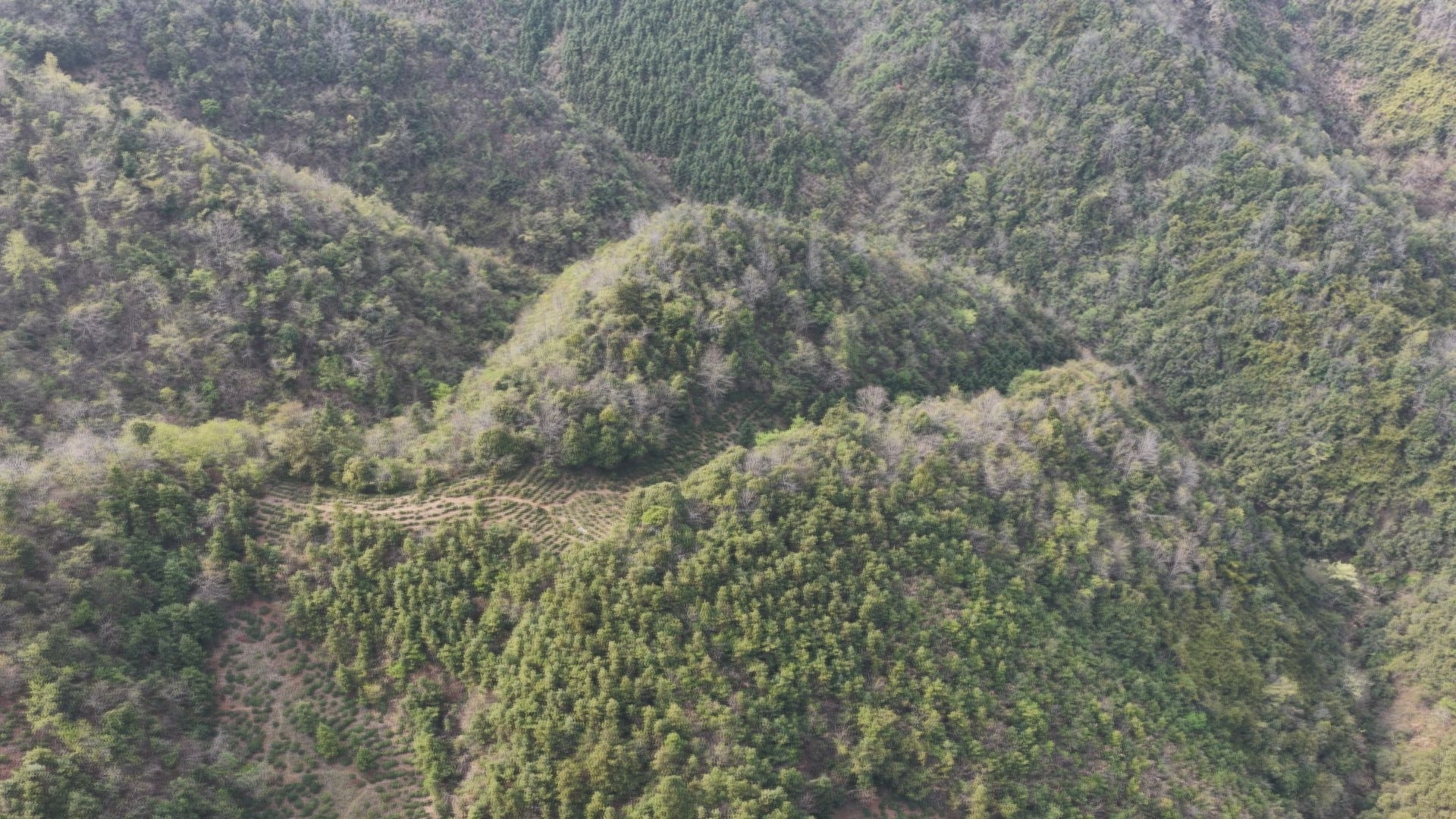 江西彭泽:一片绿叶何以成为富民强镇的“金叶”(图1)